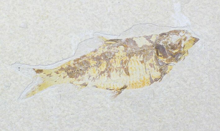 Bargain Knightia Alta Fossil Fish - Wyoming #20477